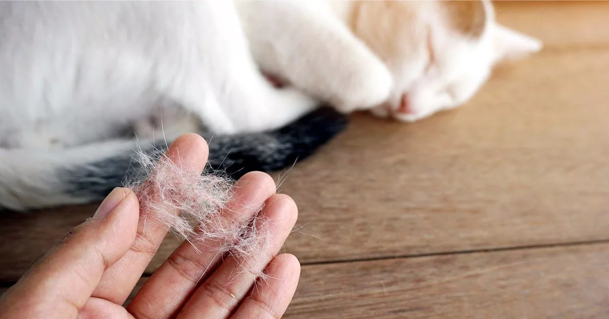How Can I Get the Mats Out of My Cat's Fur? - Paws and Effect