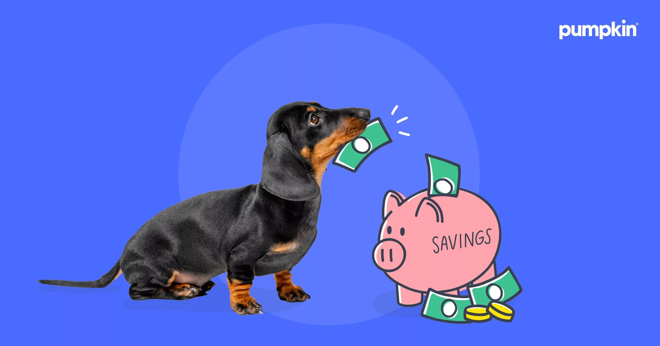 What Does A Dachshund Cost? - Puppy Prices & Annual Expenses