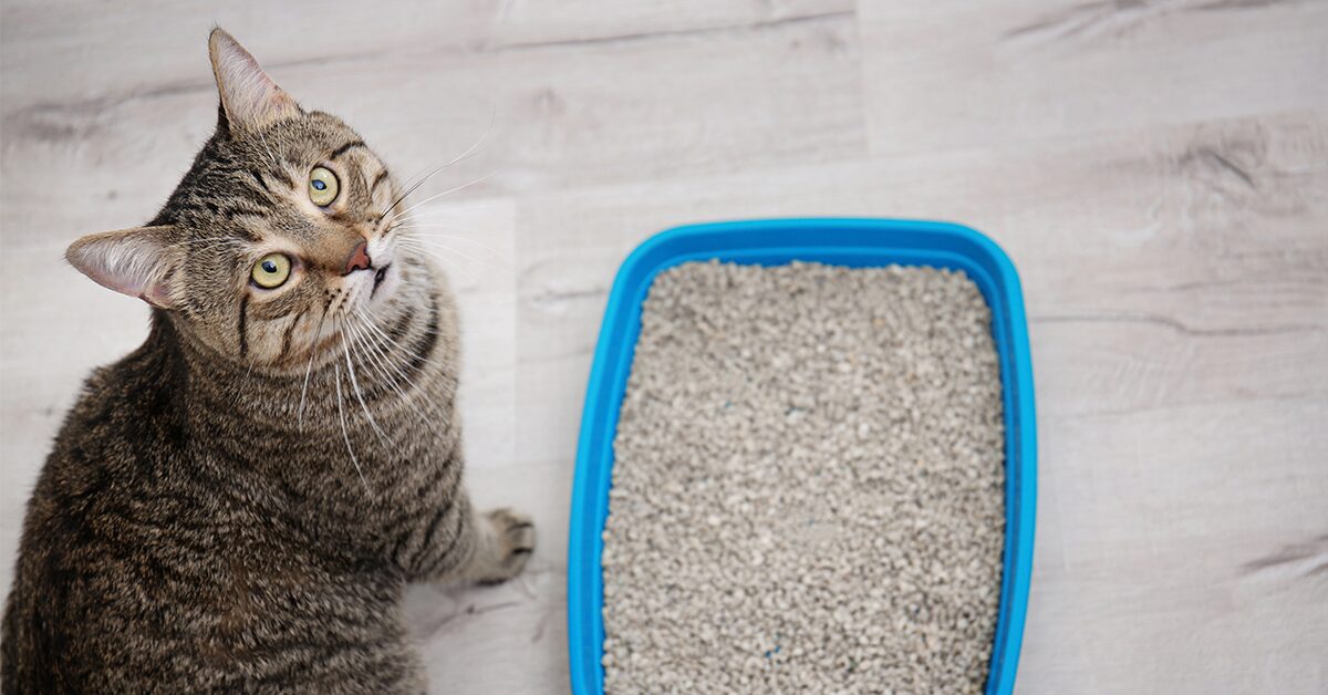 can cat litter make dogs drool