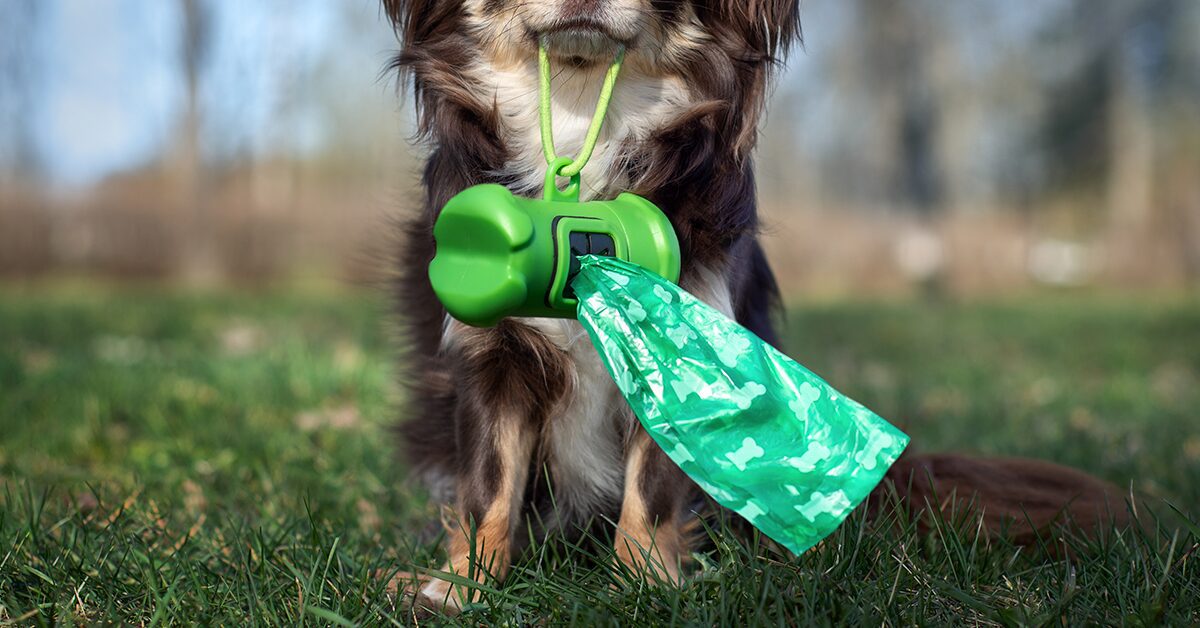 What Dog Poop Bag Should I Use? – Pet Impact