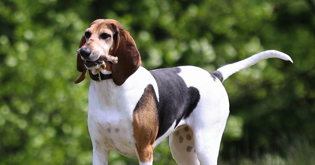 20 Rare Dog Breeds That Make Great Canine Companions — Pumpkin®