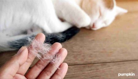 A hand holding cat fur with a sleeping cat in the background