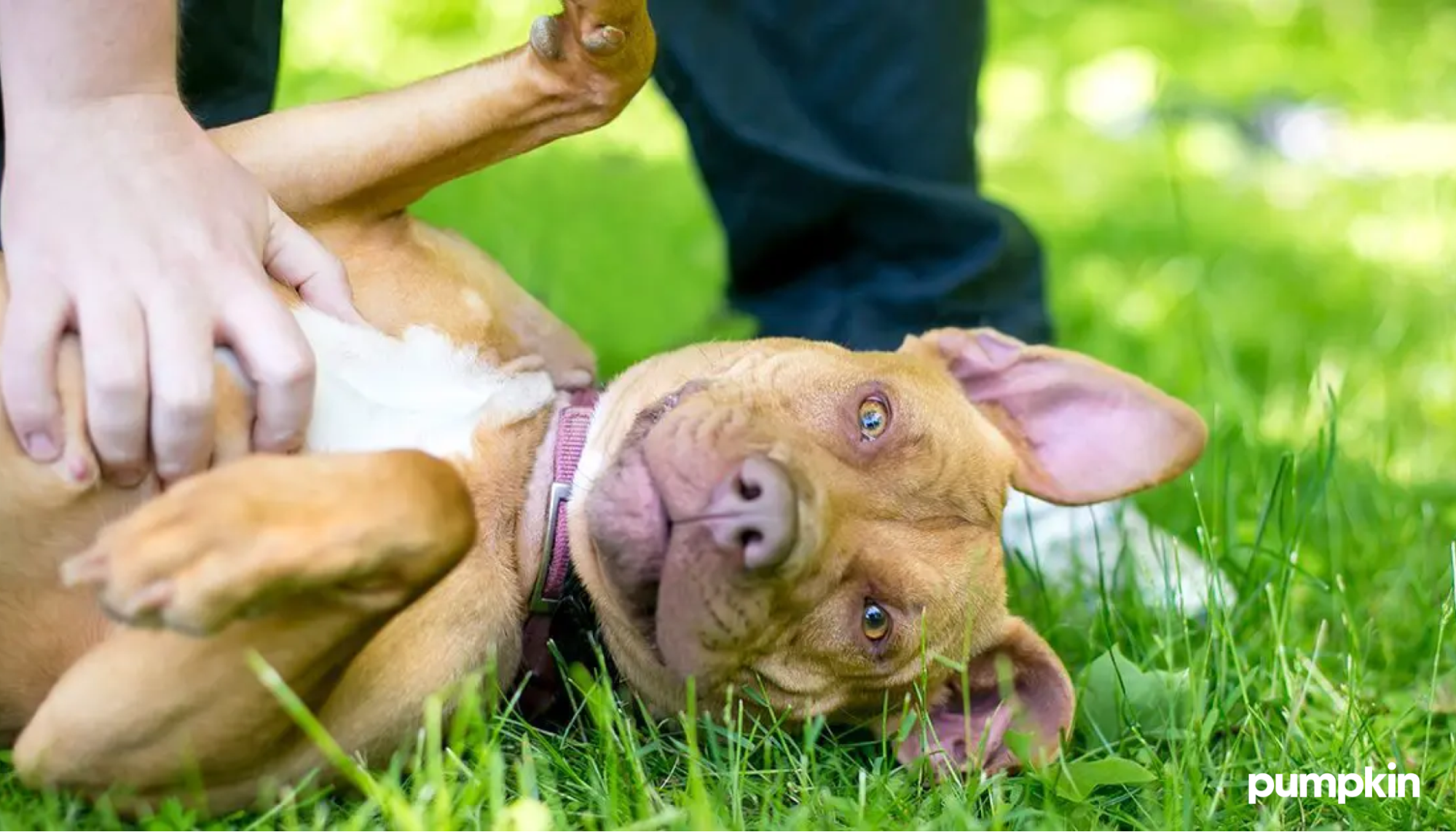 a person playing with their dog in the grass