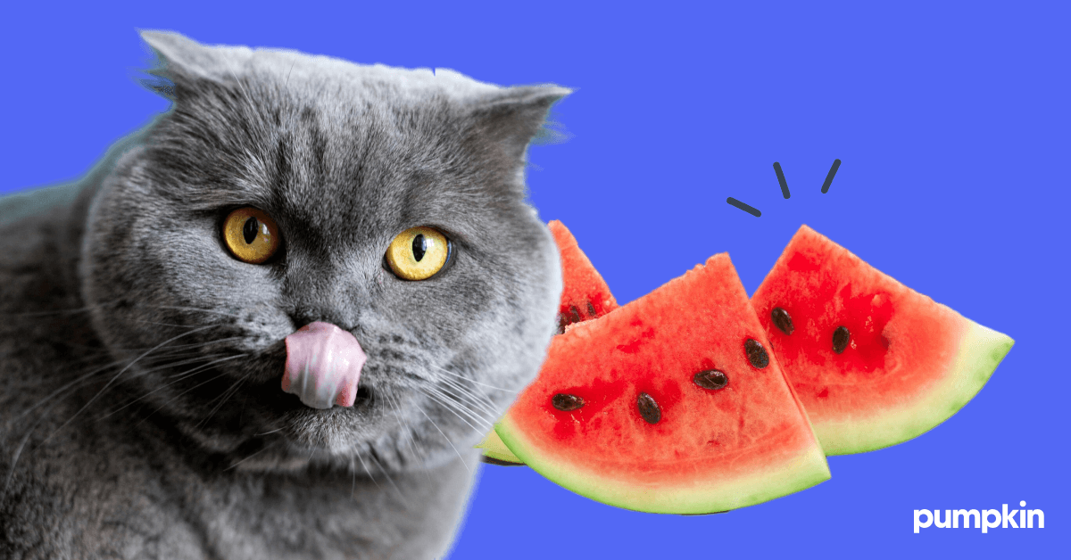 Do cats eat watermelon hotsell