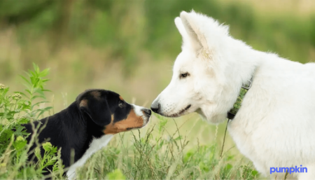 Puppy meeting an adult dog