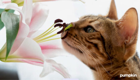 cat sniffing at toxic lily flowers