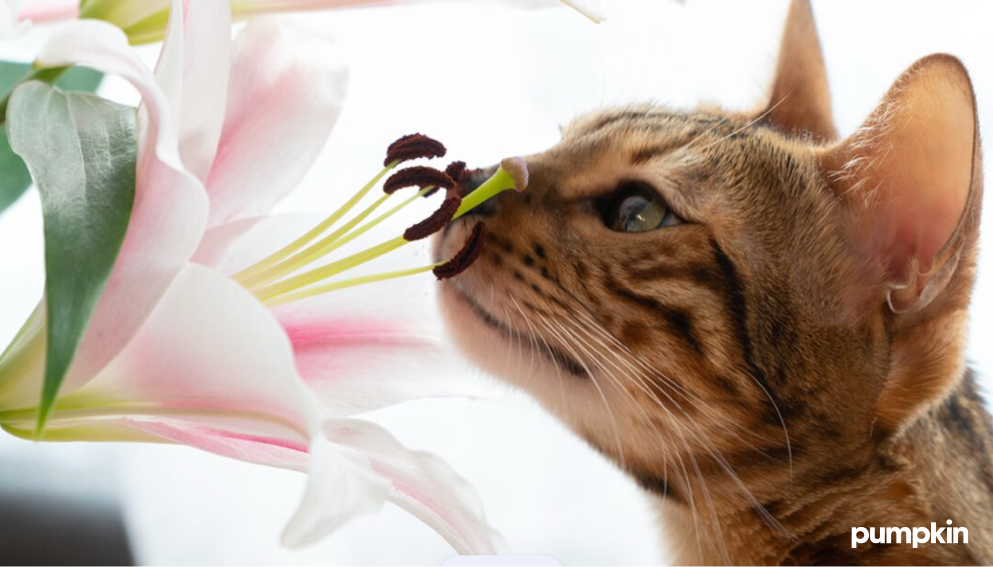 Cat sniffing a dangerous plant