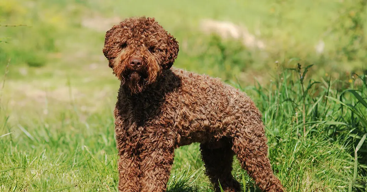 20 Rare Dog Breeds That Make Great Canine Companions — Pumpkin®