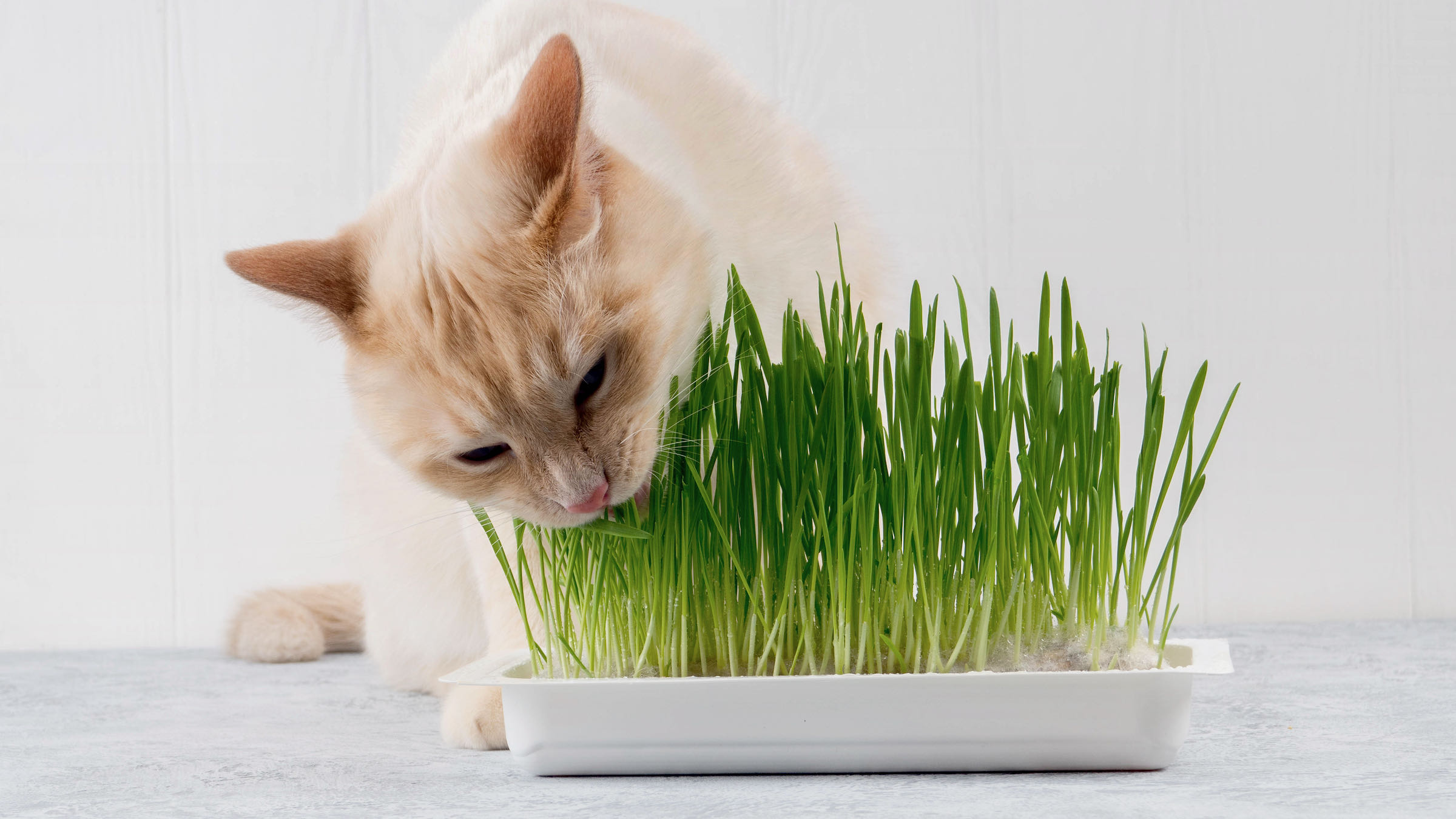 Cat eating fresh green grass.