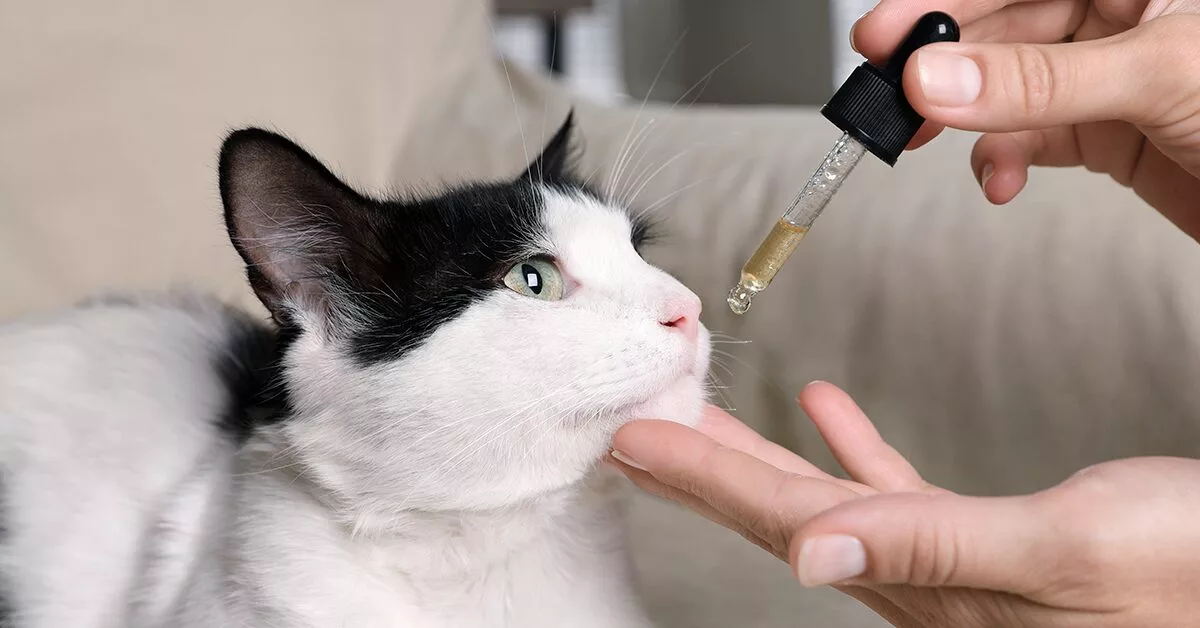 CBD Oil for Cats - Cat CBD Oil