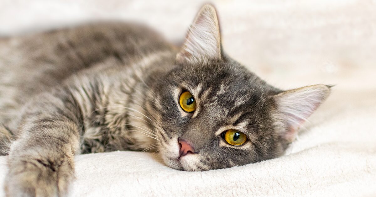 Think Your Cat Has An Eye Infection? 5 Possible Causes — Pumpkin®