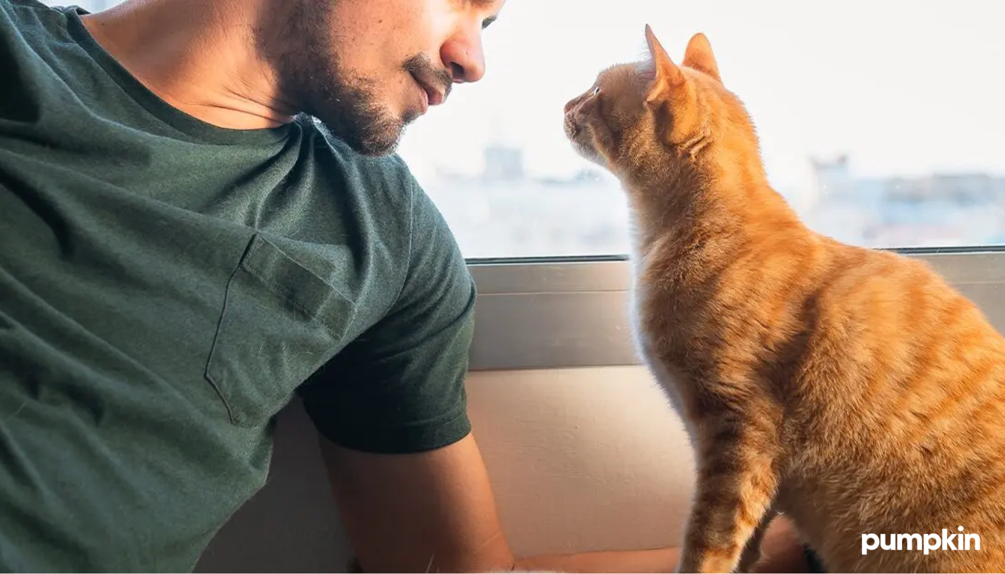 Orange cat sitting and staring into a man’s eyes