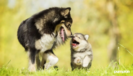 An older dog walking playfully next to a puppy.