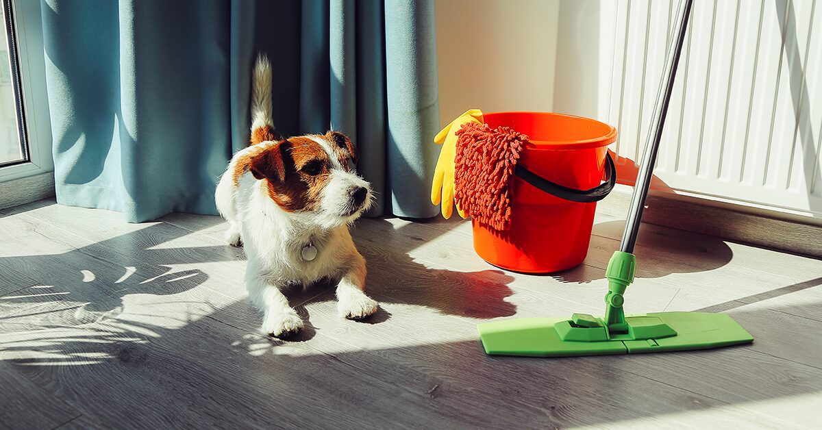 How To Keep Your Pet Safe From Toxic Cleaners