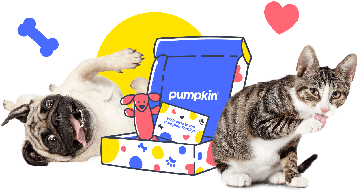 Top 10 Friendliest Cat Breeds — Pumpkin®