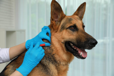 German Shepherd dog has tick removed at the vet