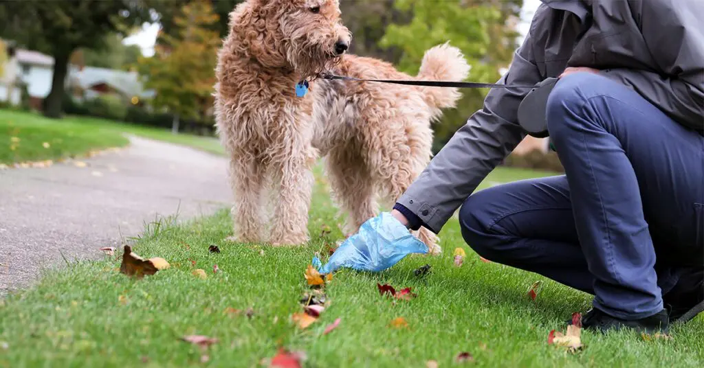 why-is-my-dog-pooping-blood-causes-actions-pumpkin