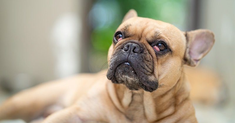 Cherry Eye In Dogs Pumpkin 