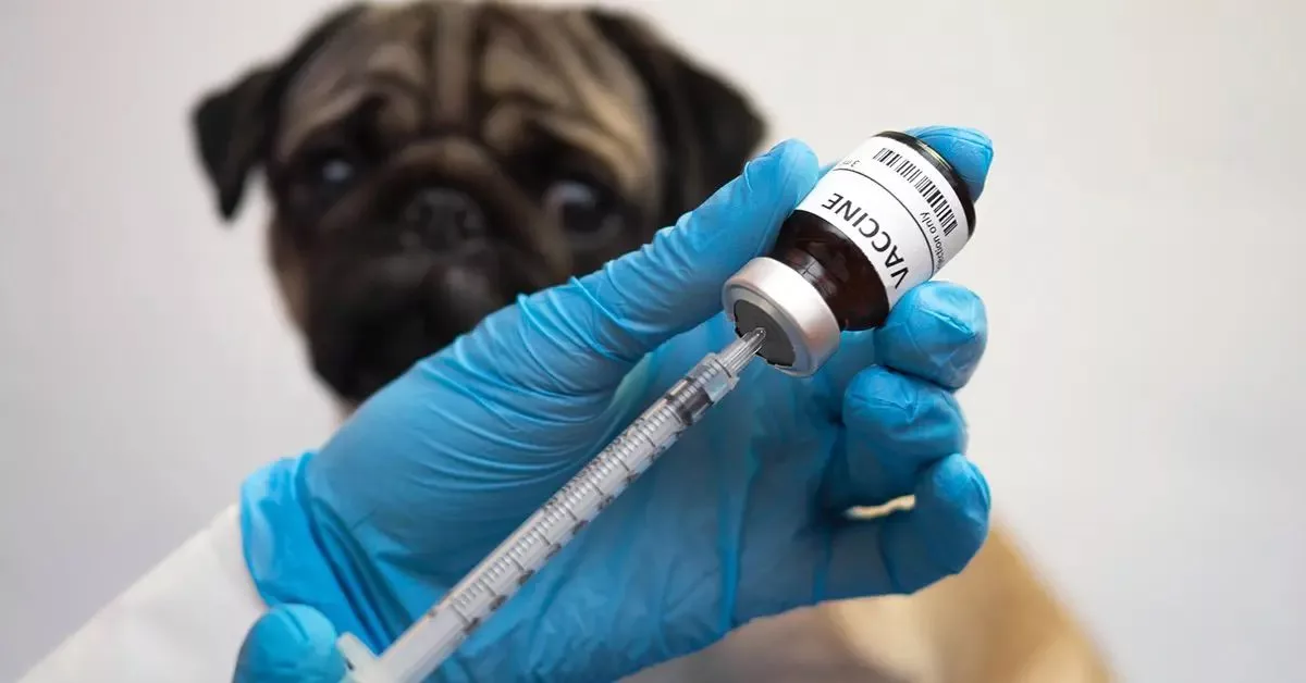 Pug store vaccination cost