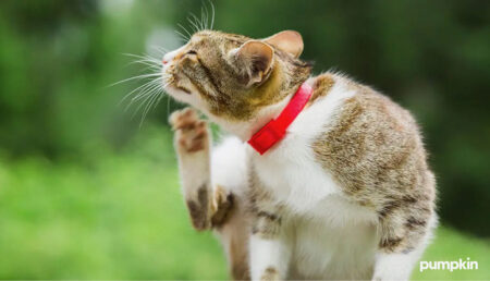 an outdoor cat wearing a flea collar scratches its neck