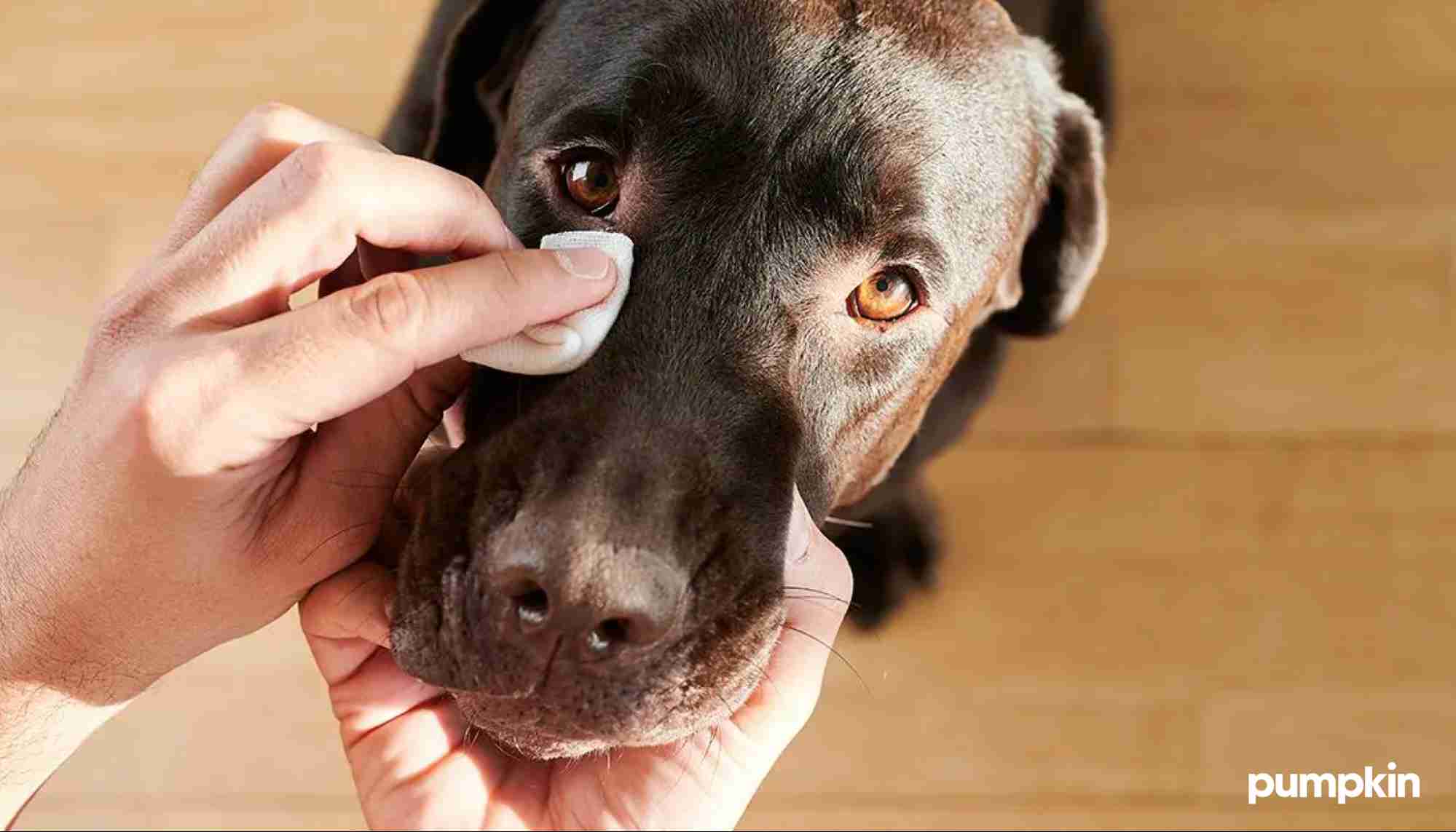 Dog having its eye wiped