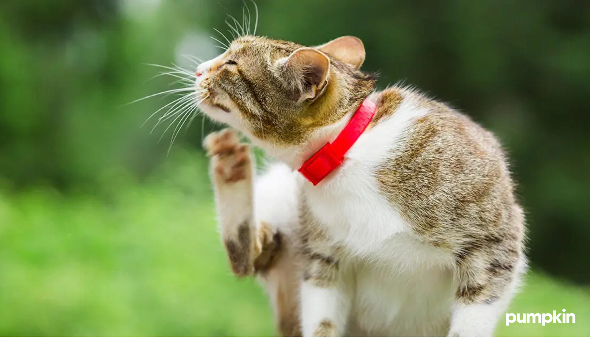 Flea collars for cats