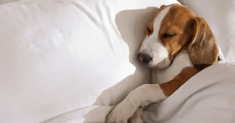 a hound dog sleeping in a bed