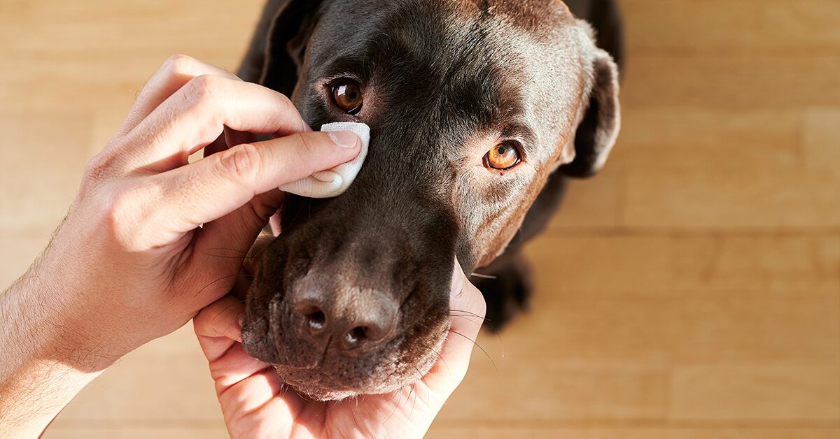 can conjunctivitis in dogs heal on its own