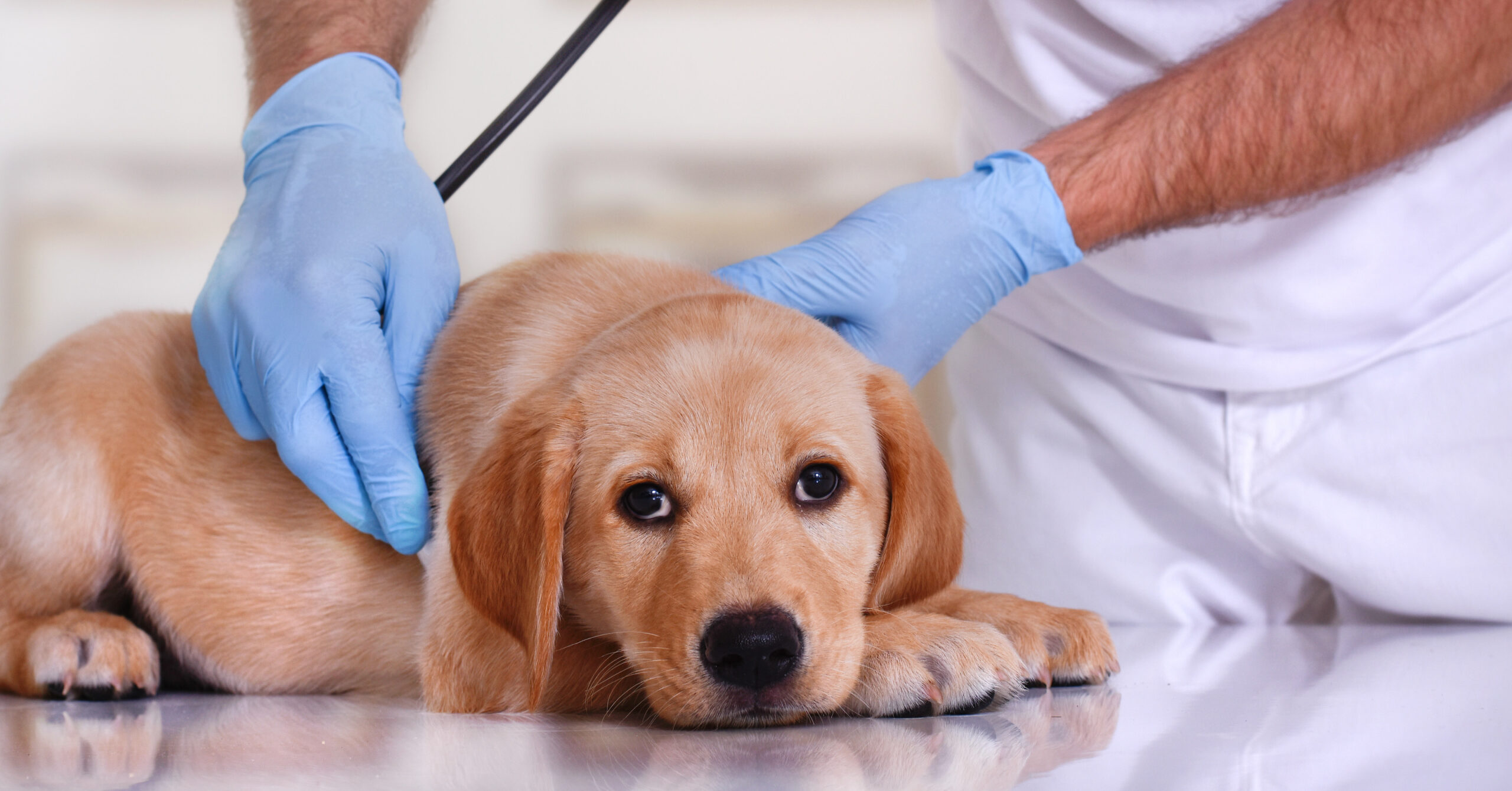 veterinarian analyzing nervous dog using a stethoscope