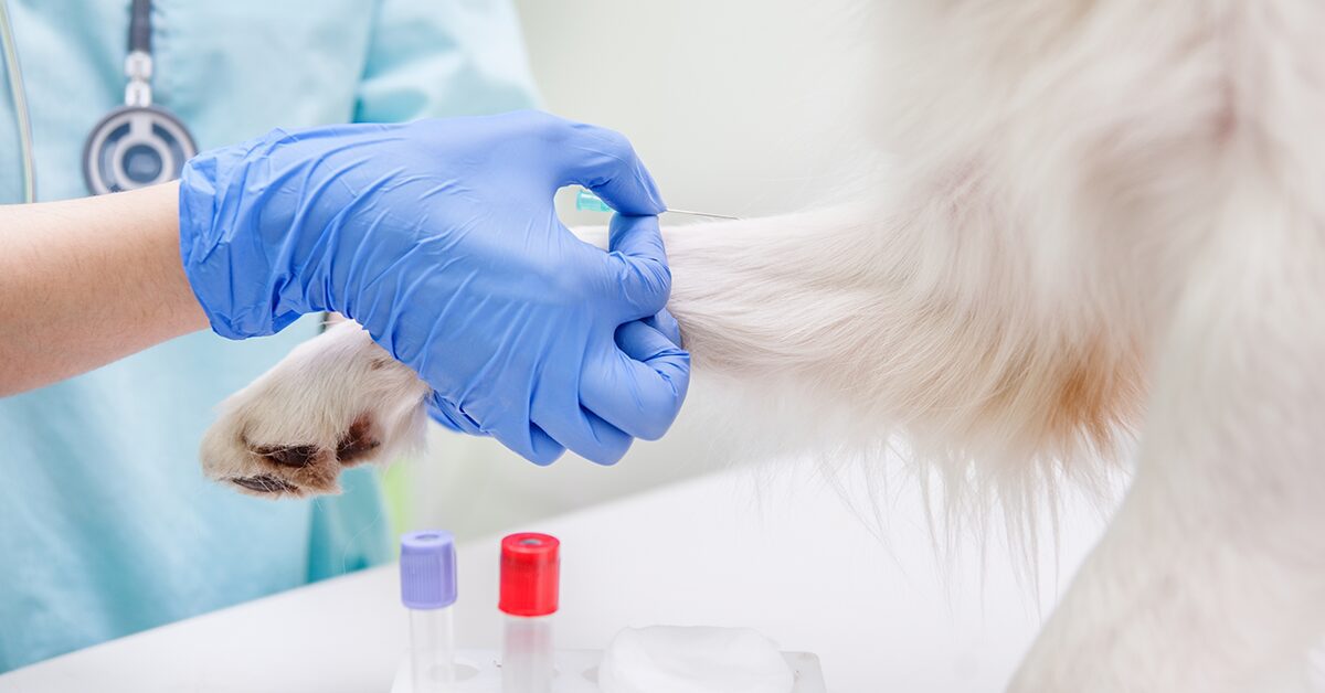 can dogs get an allergy test