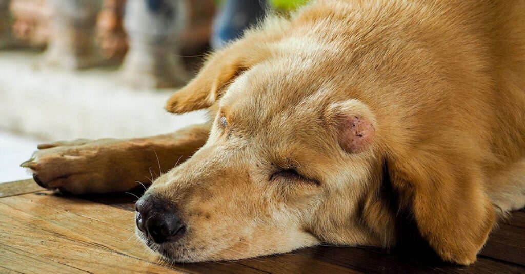 a mast cell tumor on the forehead of a golden retriever