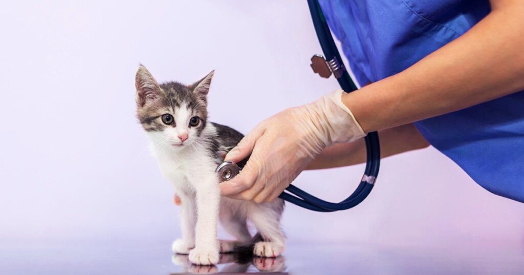 cat vet visit frequency