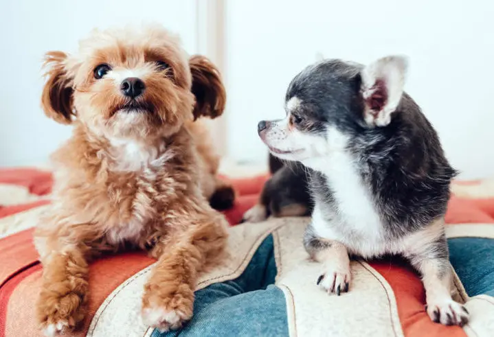 two small dogs sitting on blanket together