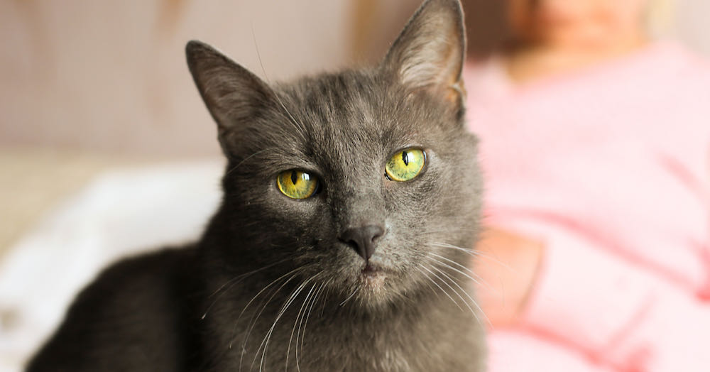 portrait of senior black cat with dull coat and green eyes