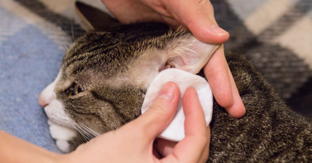 grayish cat's owner cleaning its ears with a cotton pad