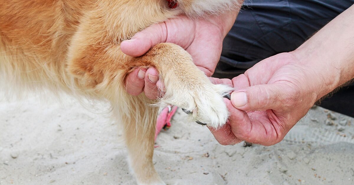 Dog Broke A Nail Here s What To Do Pumpkin 