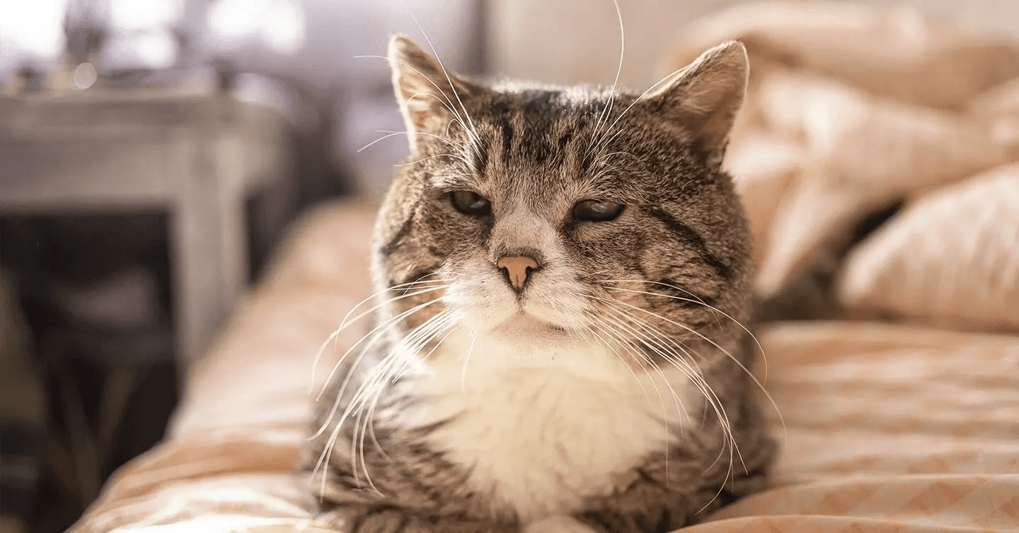 a grey senior cat resting on a couch