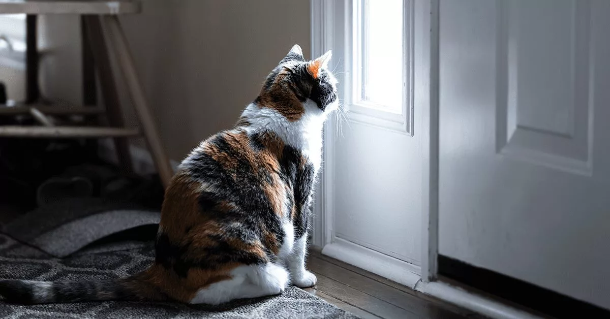 12 Tips on How to Help Bored Cats at Home