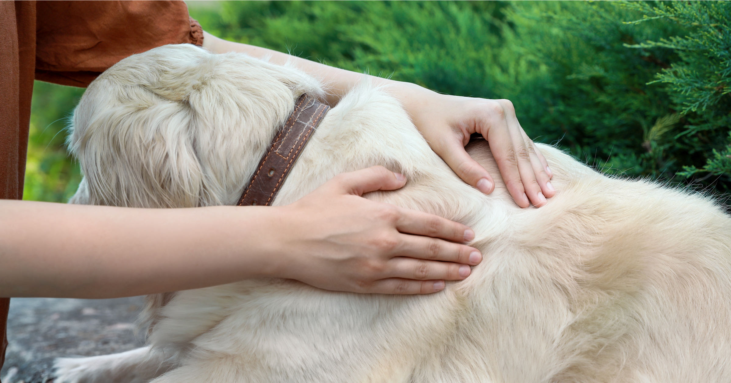 a pet owner checking their dog for lumps under the skin and fur