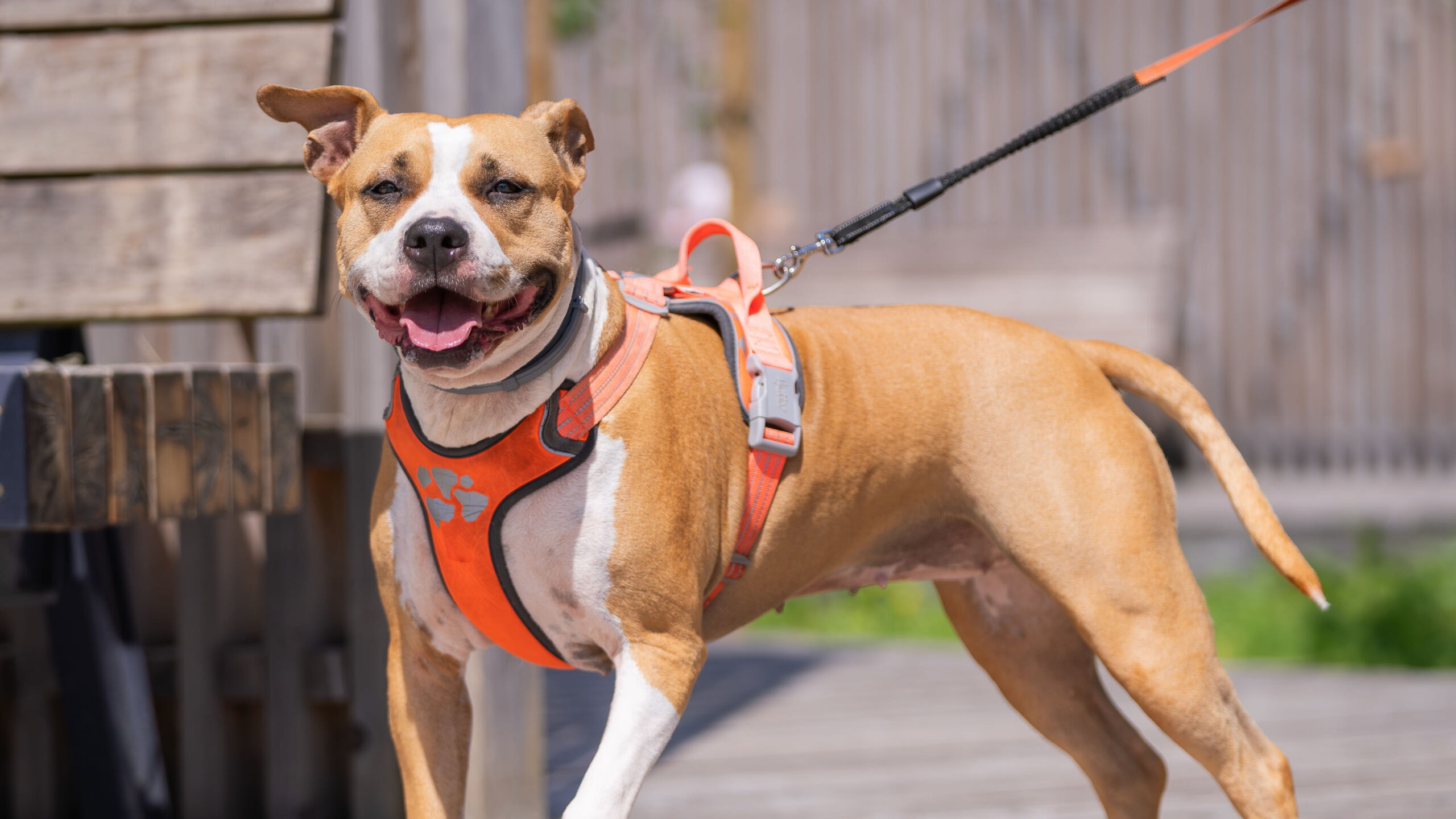 Large chunky friendly reddish tan and white Pit Bull terrier bulldog outside on leash. Stout American Staffordshire Pit bull Terrier dog on a leash