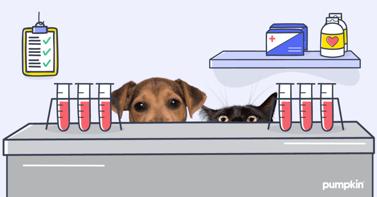 Does Pet Insurance Cover Bloodwork? — Pumpkin®