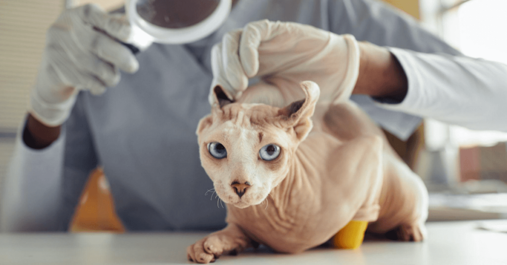 What To Do When You Can't Afford Veterinary Care — Pumpkin®