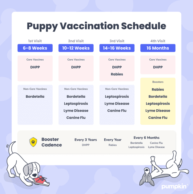 Puppy Vaccine Schedule: A Complete Owner's Guide — Pumpkin®