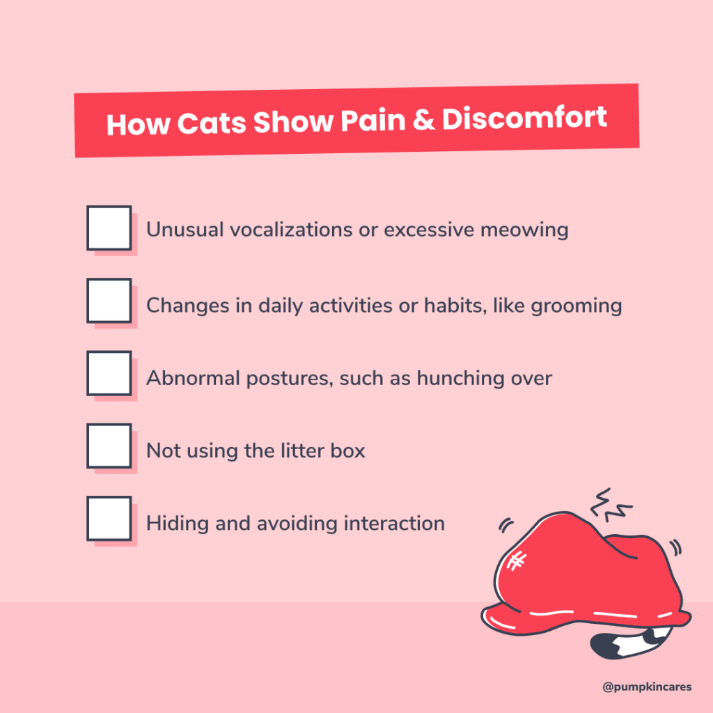 how-cats-show-pain_how-often-should-you-take-a-cat-to-the-vet