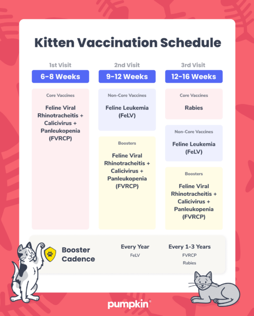 Kitten Vaccination Schedule: A Guide for New Cat Owners | Pumpkin®