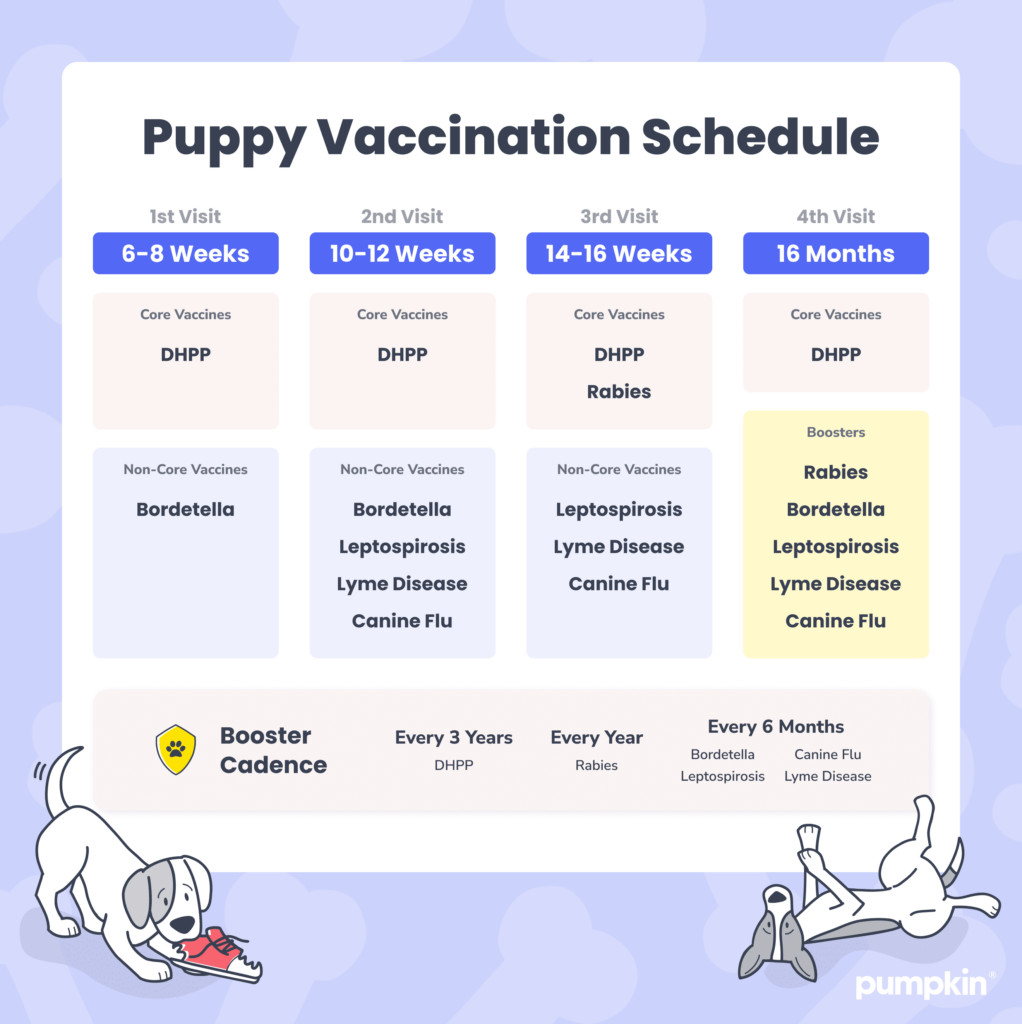 Oral Bordetella Vaccine Cost