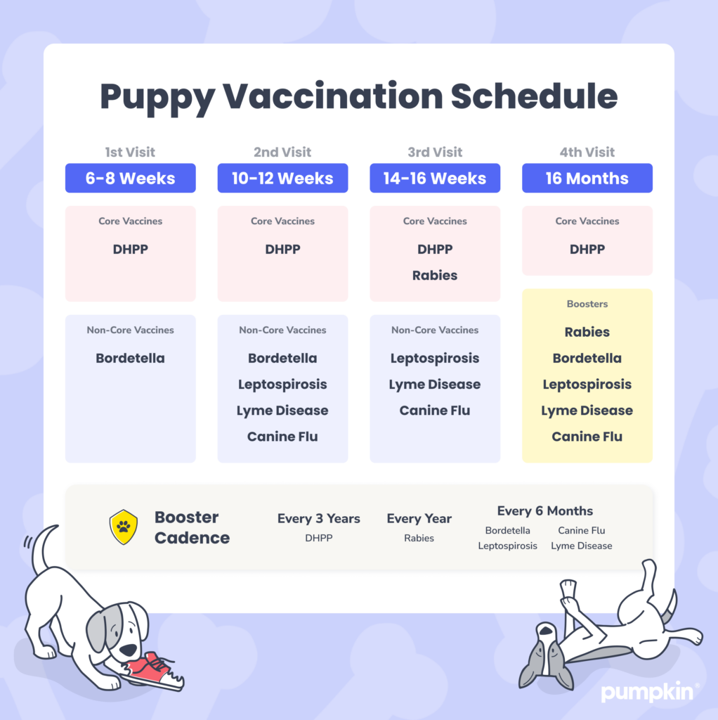 infographic showing puppy vaccination schedules