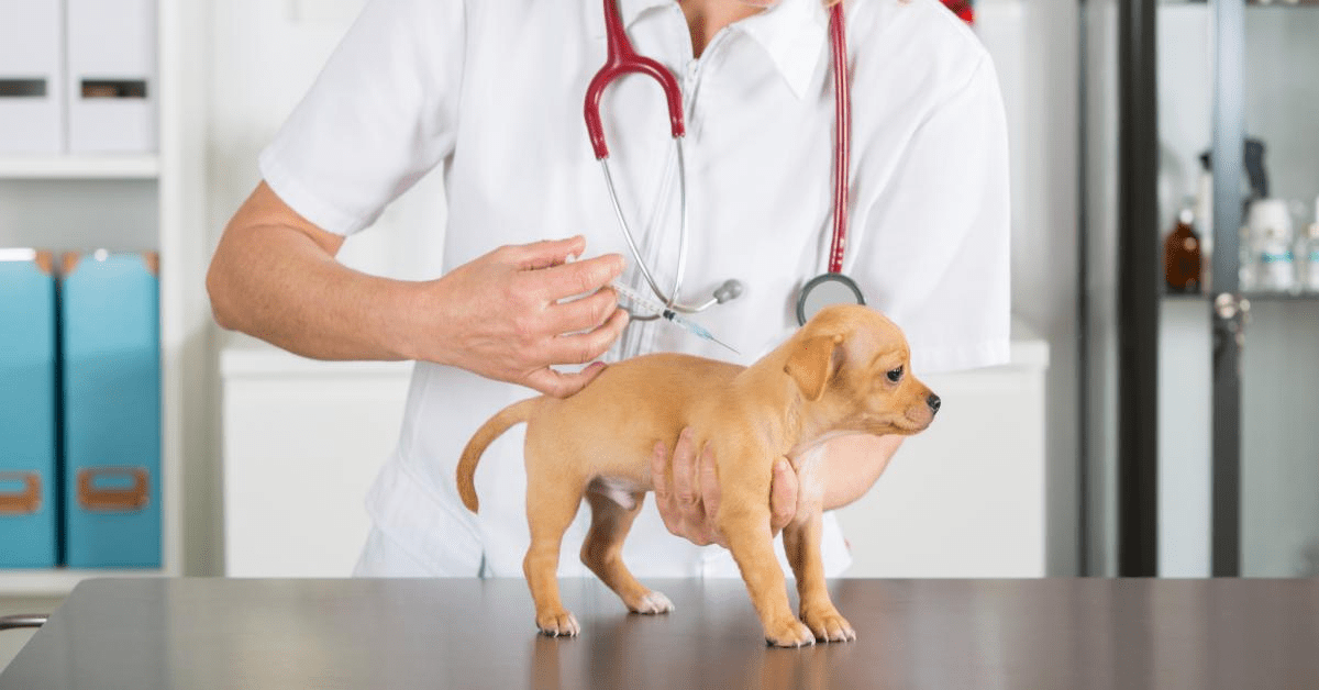 Bordetella vaccine for dogs hot sale cost