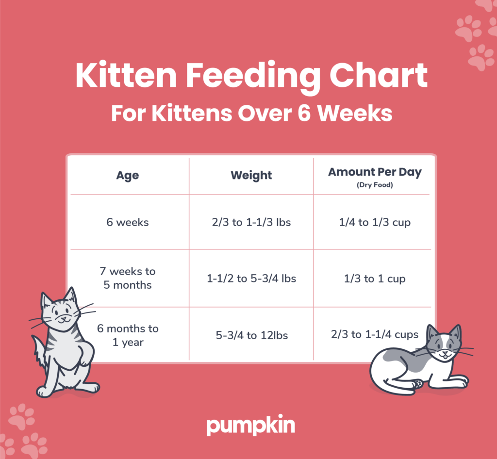 Kitten Feeding Chart How Much To Feed Your Fur Ball Pumpkin 