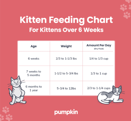 Kitten Feeding Chart: How Much To Feed Your Fur Ball — Pumpkin®